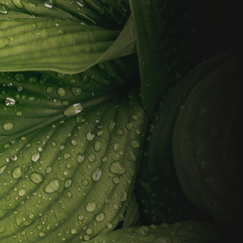 up close green tea leaves